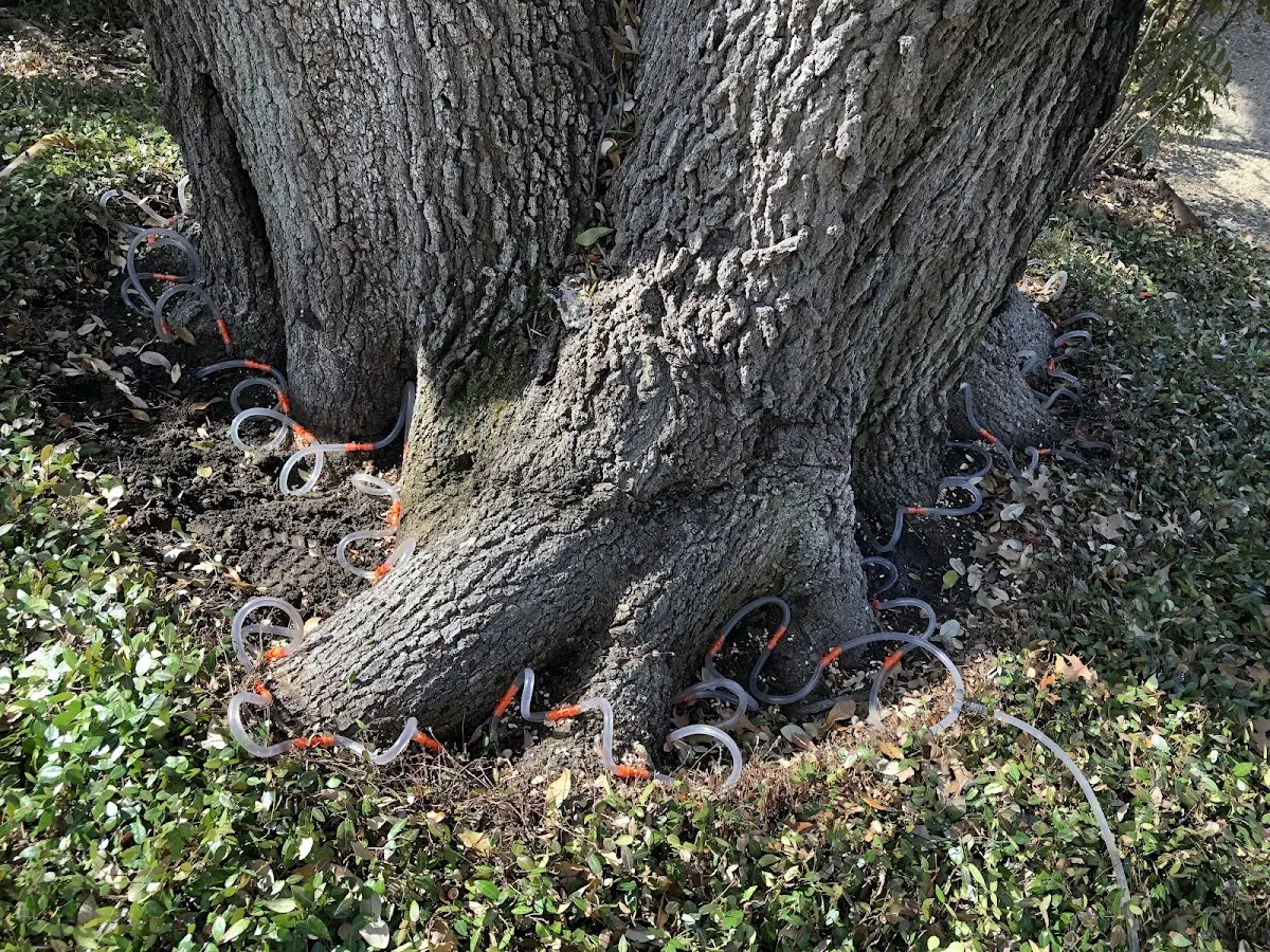 Detailed Tree Cabling and Bracing job site in Bushwood