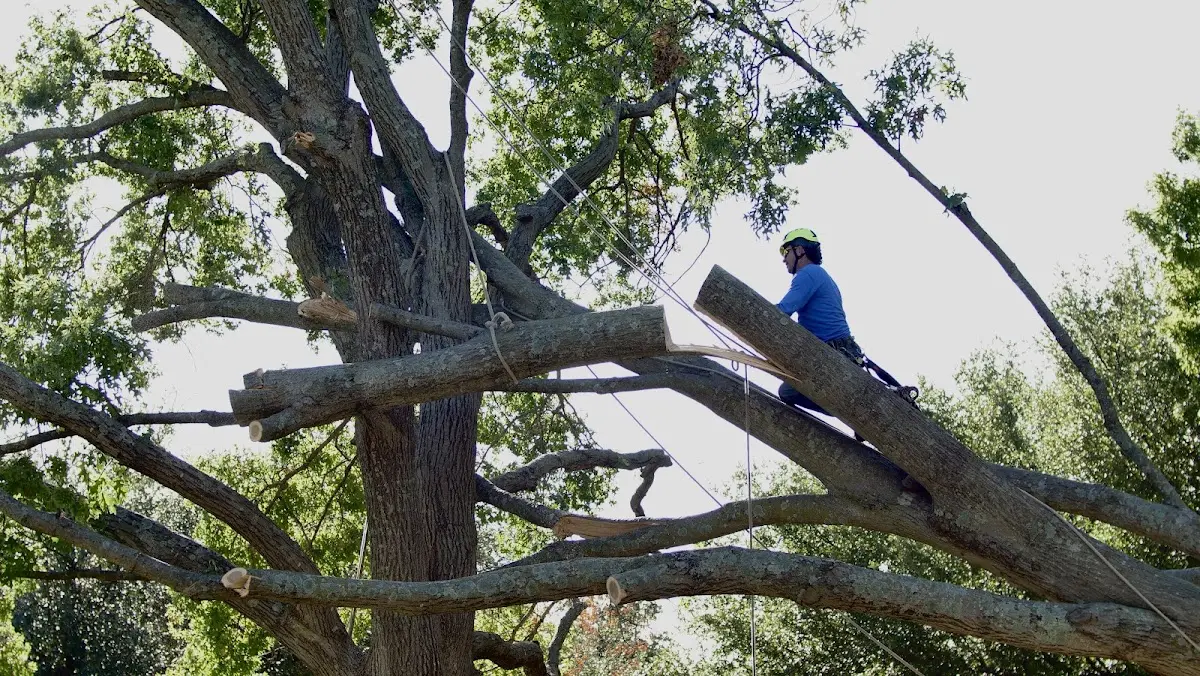 Professional Crown Thinning performed by certified arborists in Bushwood
