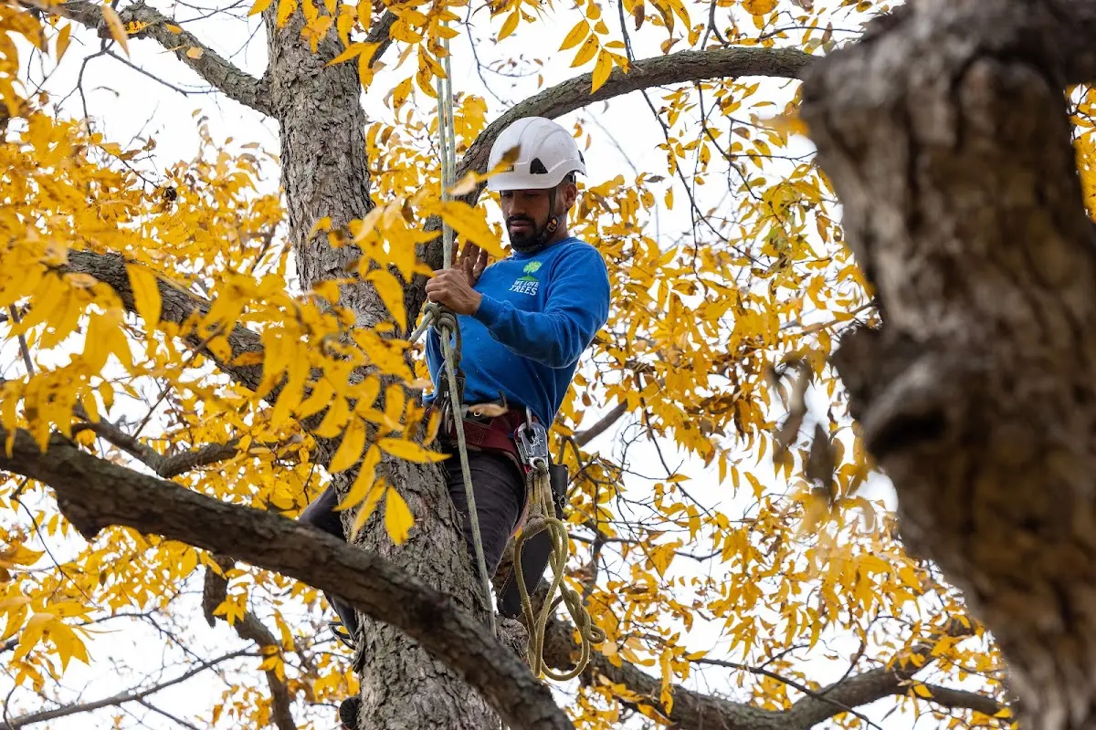 Skilled Storm Damage Cleanup crew working in Bushwood